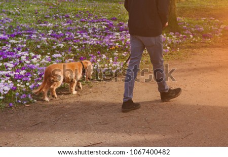 Young man walk together with human best friend : dog ,in park with spring blossom and warm light