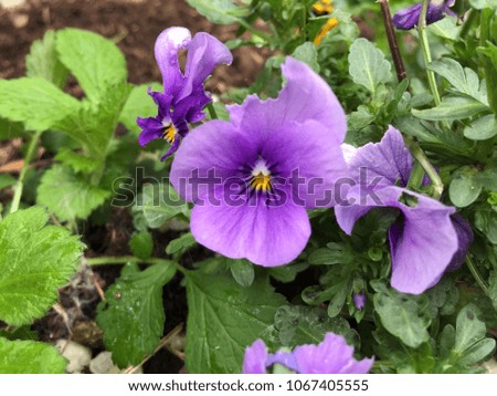 Violet flower - pansy flower blooming in spring