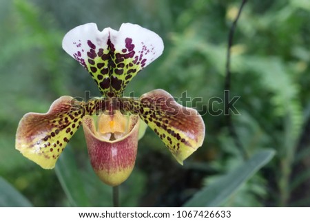 Bloom of the Paphiopedilum philippinense - Venus slipper