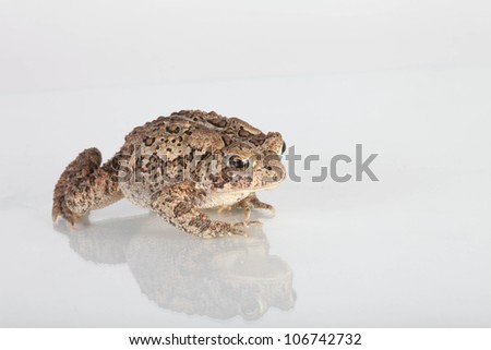 Common Toad on a white background with reflection