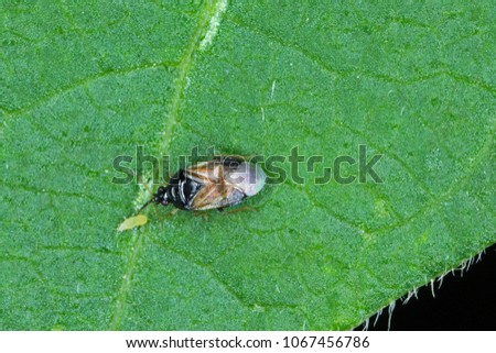 Minute pirate bugs or called flower bugs (Anthocoridae) is a family of bugs. Anthocorids are predacious and feeds on many insects pests of crops  - in the picture with a hunted thrips.