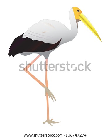 Common Stork walking with a long beak