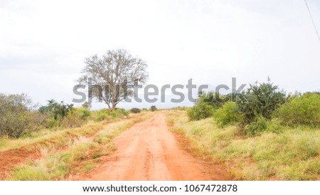 Grassland Dirt Road