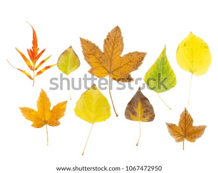 Autumn Leaves Set.Collection of autumn leaves on white background