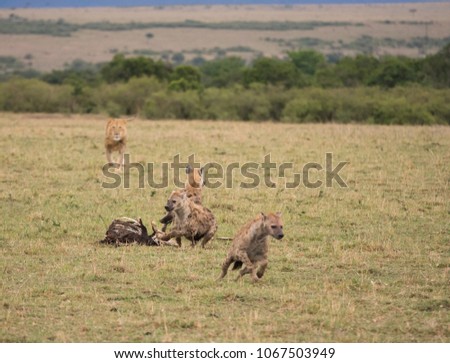 A group of hyenas at a carcass run from a charging male lion in a savannah  