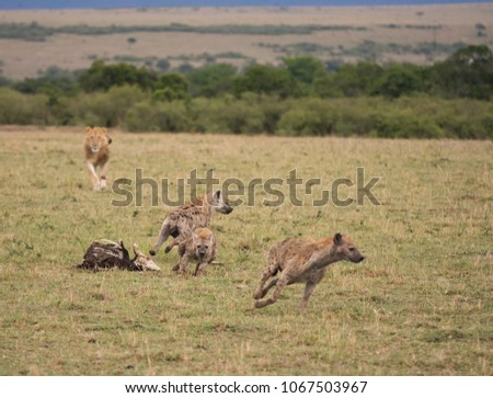 A group of hyenas at a carcass run from a charging male lion in a savannah  