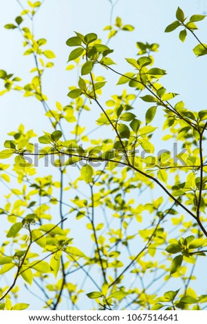 Korea, spring, young shoots come out         