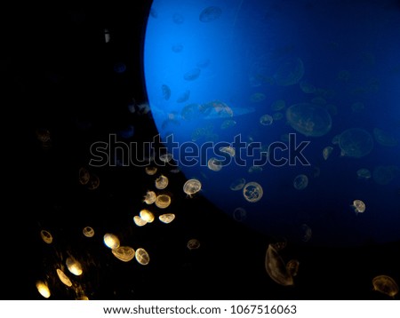 Jellyfish in the water