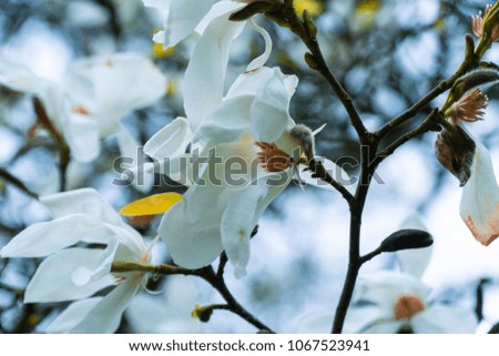 Spring bloom, image showing flowers at the start of the blooming season in 2018 with nice bokeh effect