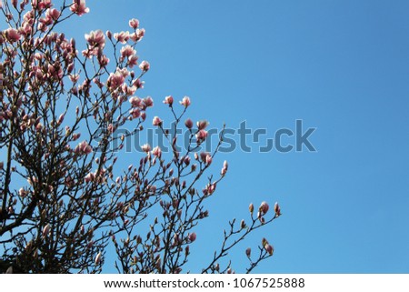 Branches with Magnolia flowers up to the blue sky in spring (selected focus)