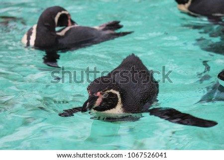 Humboldt Penguin (Spheniscus humboldti) swims stock, photo, photograph, picture, image