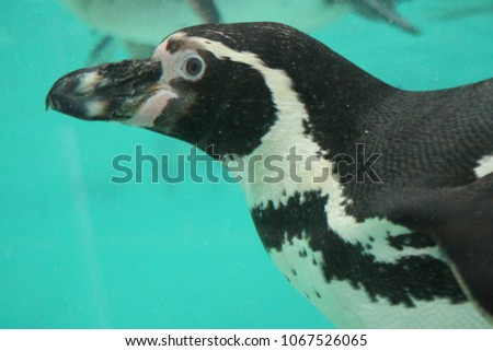 Humboldt Penguin (Spheniscus humboldti) swims underwater stock, photo, photograph, picture, image