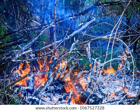 Burning branches of bushes and trees among the green grass in the afternoon. Fire in the nature. A close picture.