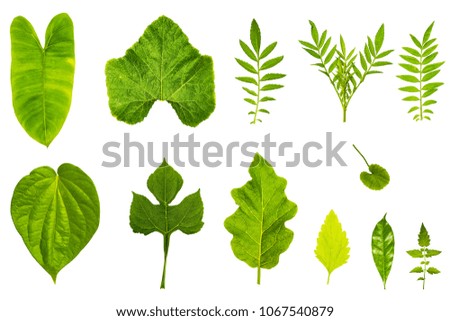 Fresh and green tropical and garden tree leaf texture. Green leaves isolated on a white background for world earth day concept.