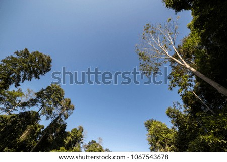 lush green tropical rainforest against blue cloudless sky Malaysia National Park