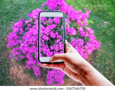 Hand holding smart phone and taking a photo of beautiful pink flowers | blurred natural and copy space on background