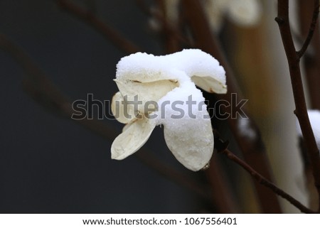 Magnolia flower, landscape
