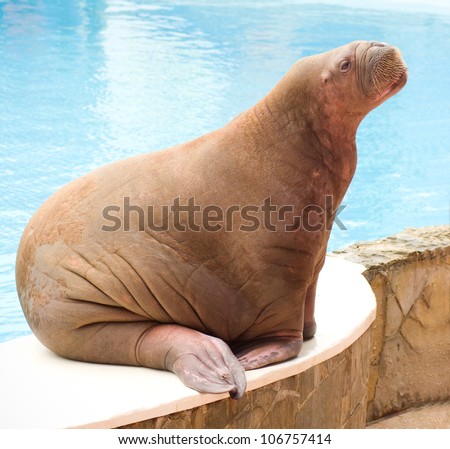 Big Walrus