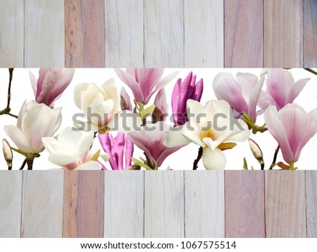 Beautiful magnolia flower isolated on wooden  background.