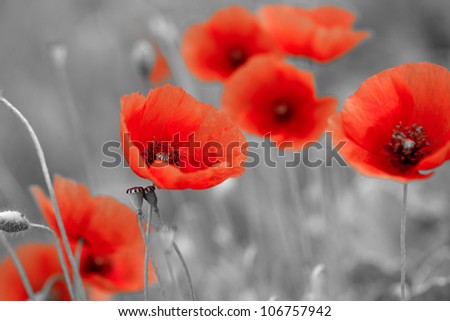 red poppies on b/w field