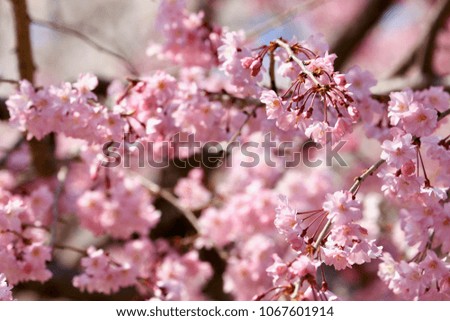 Hanami, flower viewing in English. These pictures taken during sakura season in spring, Japan.