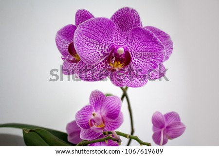 girly mini orchid