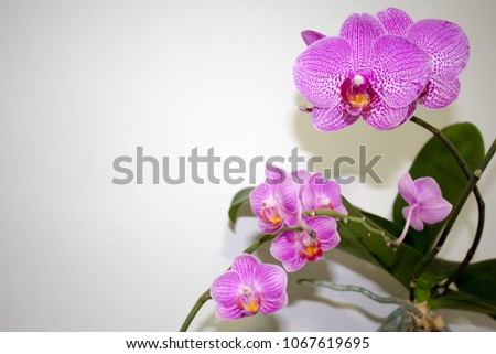 pink and purple Phalaenopsis