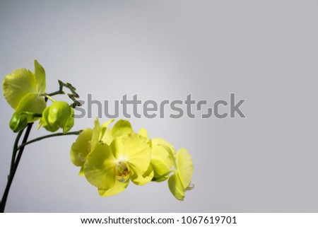 bunch of yellow orchid 