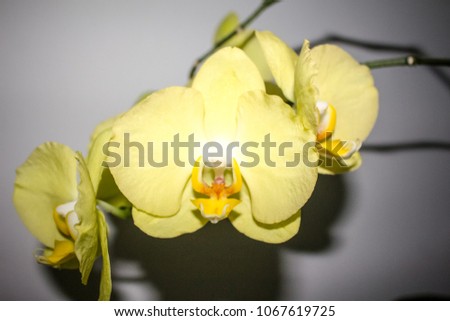 beautiful yellow orchid 
