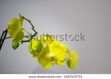 close up orchid 