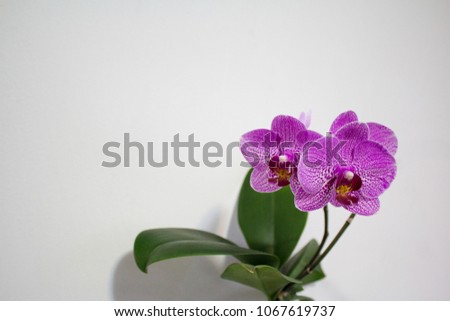 mini orchid decoration 