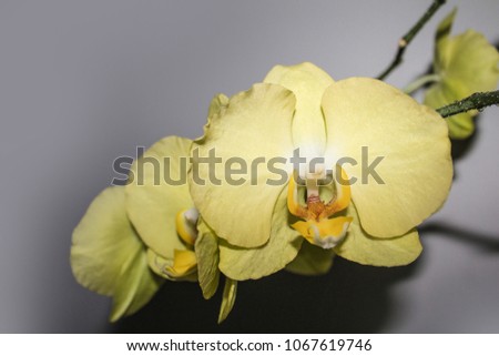 gray background yellow orchid 