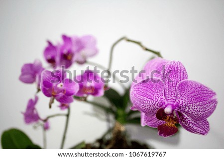 top view purple orchid 