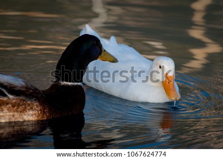 Duck and drake on the water