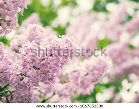 Blooming pink lilac flowers close up, spring nature background, macro photo.