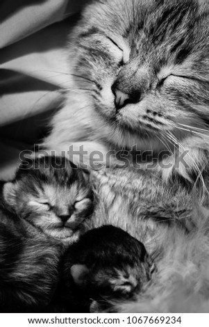 The Mother cat and her newborn kittens