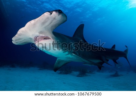 Great Hammerhead shark Bahamas Royalty-Free Stock Photo #1067679500