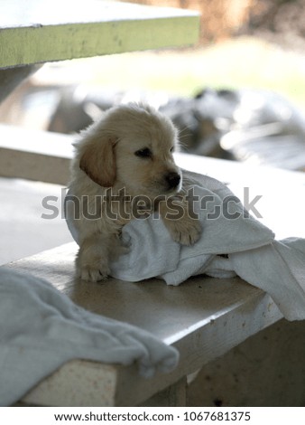 
The puppy is lying on a white marble horse with a white cloth.