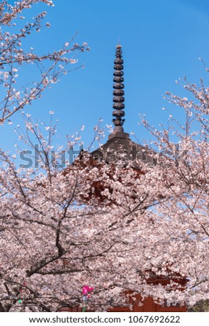 Selective focus of red shrine behide cherry blossom in full bloom.