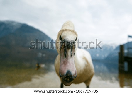 A curious wild swan came out from a mountain lake. Close-up photo. Shallow depth of field. Mountains in the background,