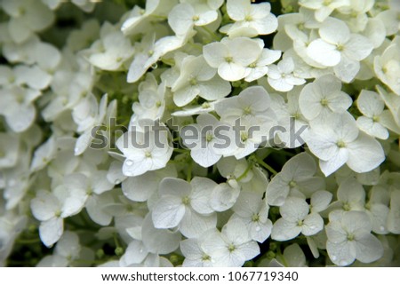 Close up image of gorgeous hydrangea plant with pretty white petals that look like buttons and smell wonderful.