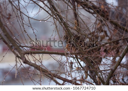withered tree in winter. concept of wilting nature