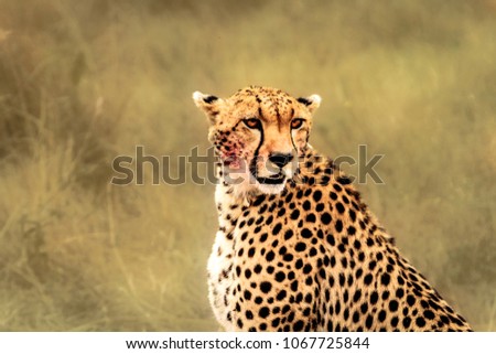 Cheetah of Masai mara