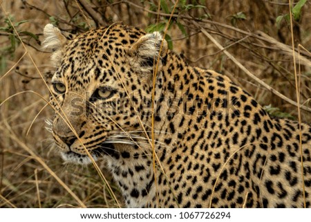 Leopard of Masai mara