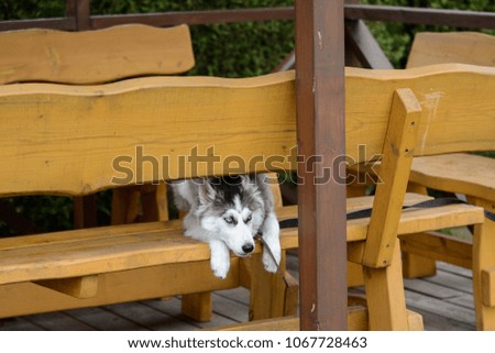 Siberian husky in summer house