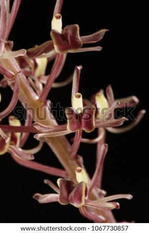 Orchid macro photography