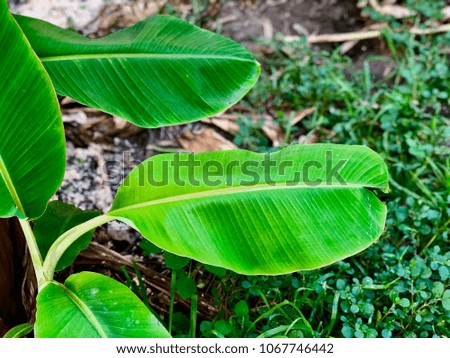 Little Green Banana leaves on tree in banana field, tropical tree growing in summer season useful for many pathway, agriculture, food, industry and market.