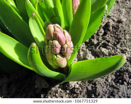 blooming hyacinth in the sun