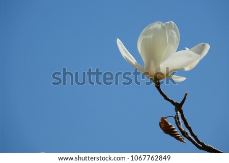 magnolia against blue sky,  pure white, lovely color and figure Royalty-Free Stock Photo #1067762849