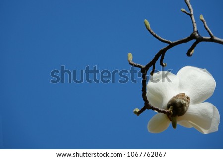 magnolia against blue sky,  pure white, lovely color and figure